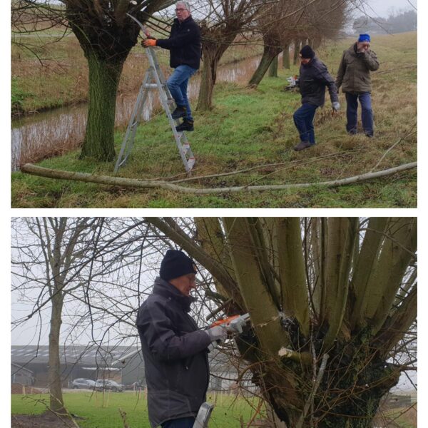 17-1-2025 Erik, Ad, Louis en Sjaak knotten wilgen langs de Westerweg voor de nieuwe bouwer