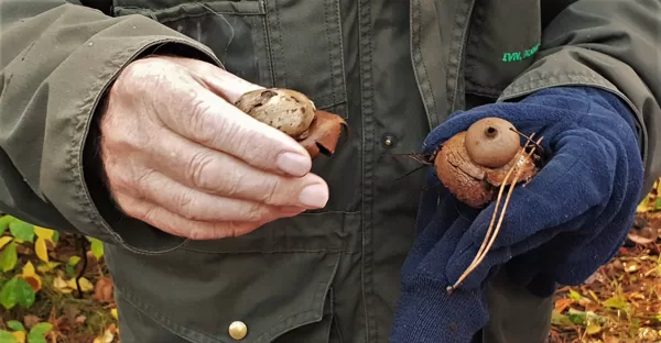 Paddestoelen uitleg door de natuurgids