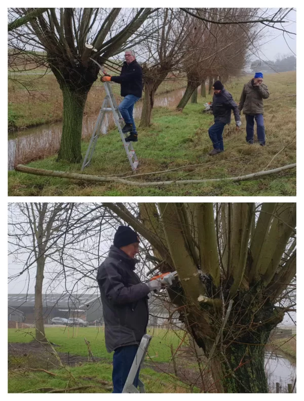 17-1-2025 Erik, Ad, Louis en Sjaak knotten wilgen langs de Westerweg voor de nieuwe bouwer